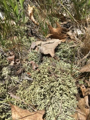 Cladonia dimorphoclada