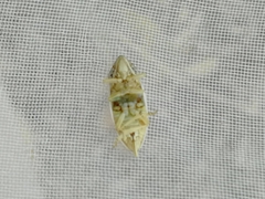 Cicadellidae