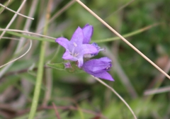 Campanula glomerata