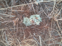 Helichrysum argyrosphaerum