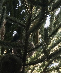 Leptasthenura setaria