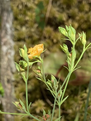 Coppery St. Johnswort (Hypericum denticulatum)