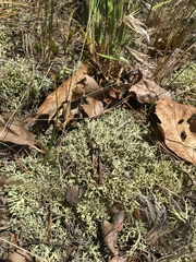 Cladonia dimorphoclada