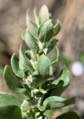 Polygonum minimum