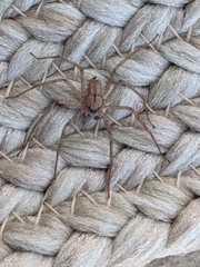 Selenops submaculosus