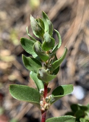 Polygonum minimum