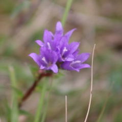 Campanula glomerata