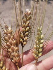 Triticum durum