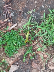 Rostellularia diffusa prostrata