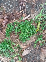 Rostellularia diffusa prostrata