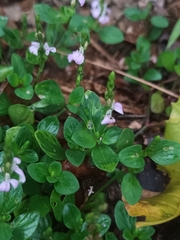 Rostellularia diffusa prostrata