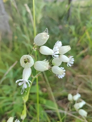 Silene vulgaris