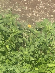 Kallstroemia grandiflora