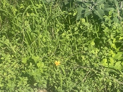Kallstroemia grandiflora