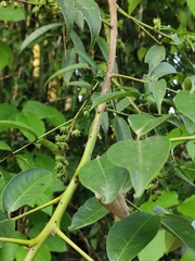 Zanthoxylum echinocarpum