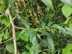 Zanthoxylum echinocarpum