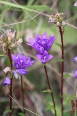 Campanula glomerata