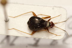 Orthonotus rufifrons