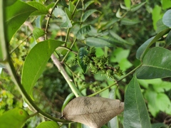 Zanthoxylum echinocarpum