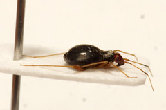 Orthonotus rufifrons