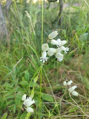Silene vulgaris