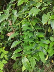 Zanthoxylum echinocarpum