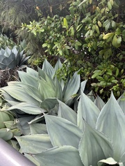 Agave ovatifolia
