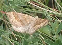 Scotopteryx chenopodiata