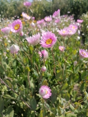 Rhodanthe manglesii