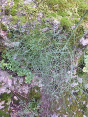 Peucedanum longifolium