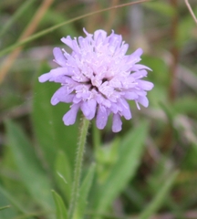 Knautia arvensis