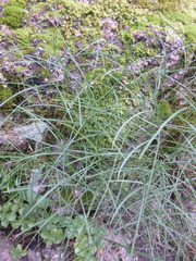 Peucedanum longifolium