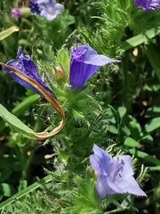 Echium vulgare