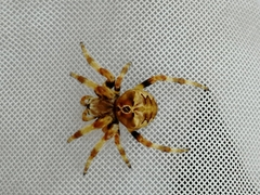 Araneus grossus