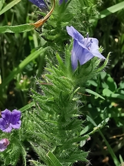 Echium vulgare