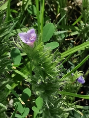 Echium vulgare
