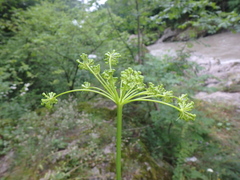 Peucedanum longifolium