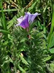 Echium vulgare