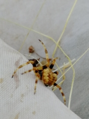 Araneus grossus