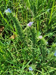 Echium vulgare