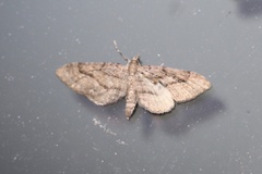 Eupithecia graefii