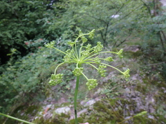 Peucedanum longifolium
