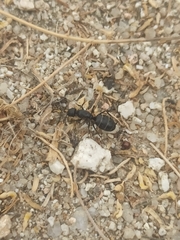 Camponotus micans