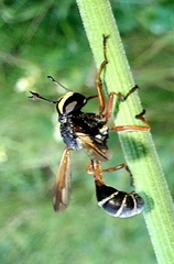 Physocephala rufipes