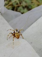 Araneus grossus