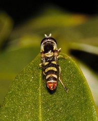 Ischiodon aegyptius