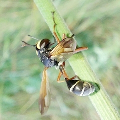 Physocephala rufipes