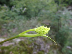 Peucedanum longifolium