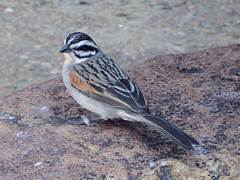 Cape Bunting photo 3