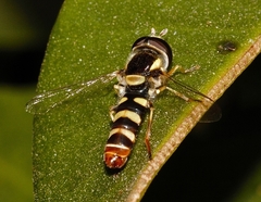Ischiodon aegyptius